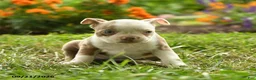 Boston Terrier dogs for sale: Adjoa - Ad 4