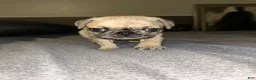Pug dogs for sale: Pug Puppy 1 - Ad 8