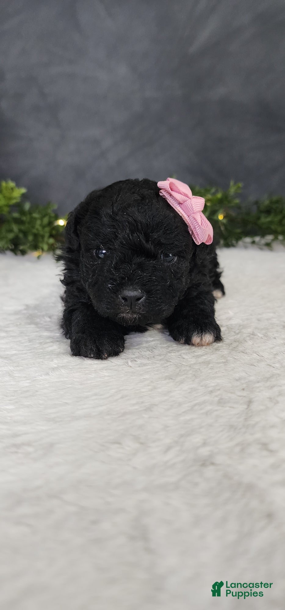 Miniature Poodle dogs Grace - Ad 2