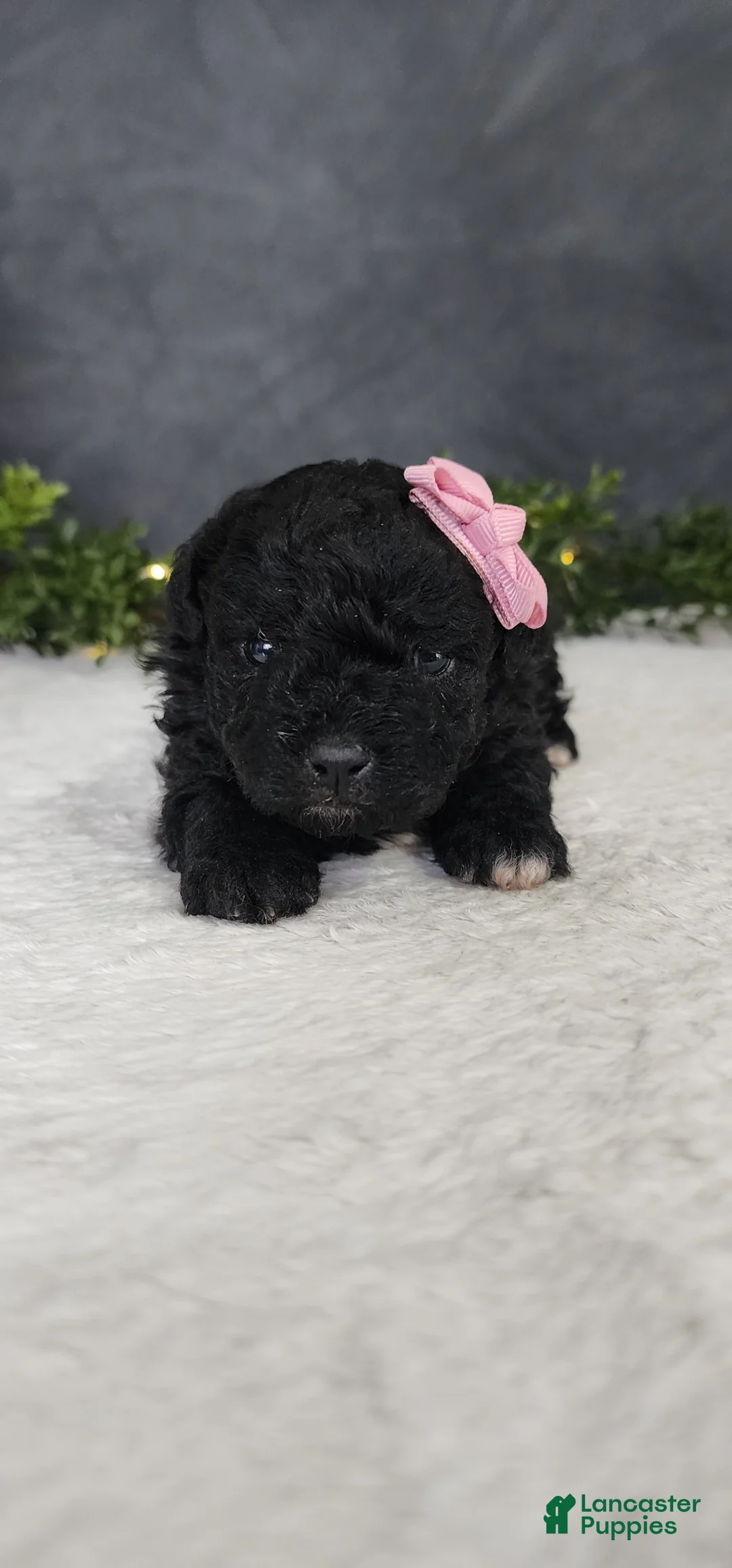 Miniature Poodle dogs for sale: Grace - Ad 2