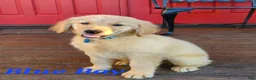 Golden Retriever dogs for sale: Blue Boy - Ad 2