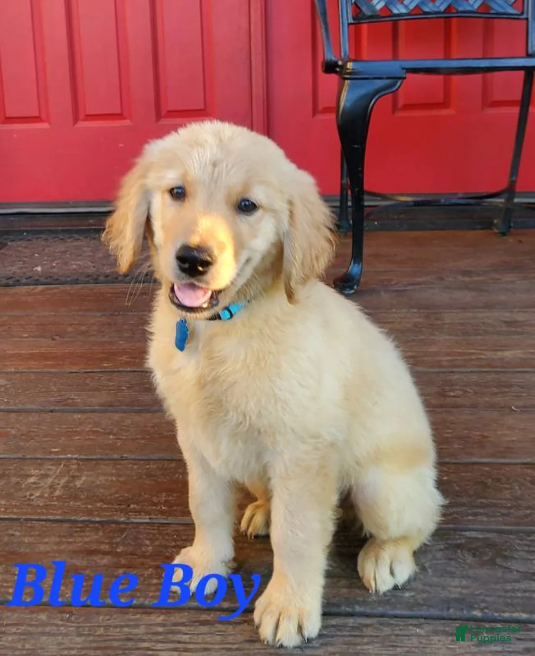 Golden Retriever dogs for sale: Blue Boy - Ad 2