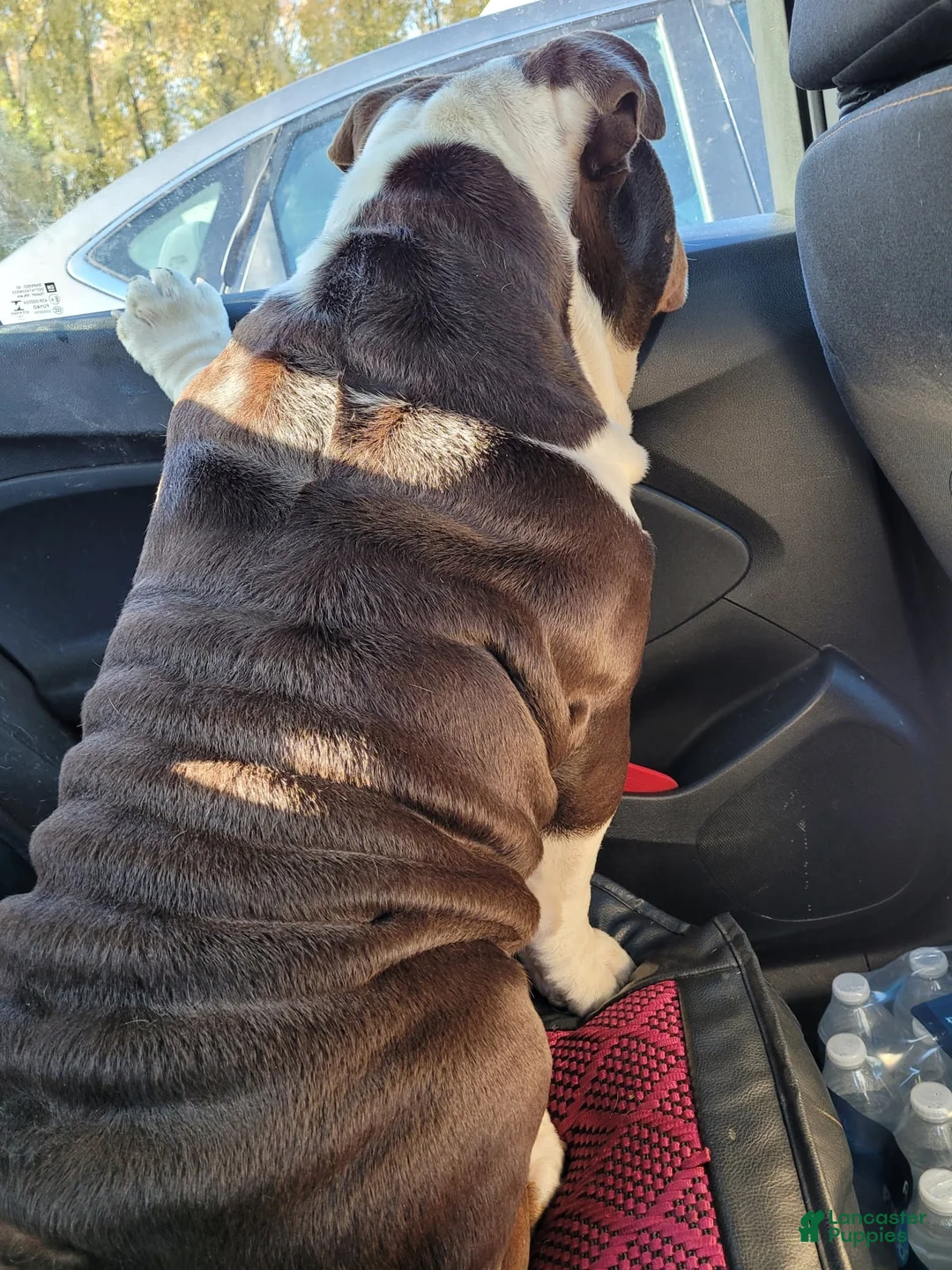 Gallery Image {{count}}