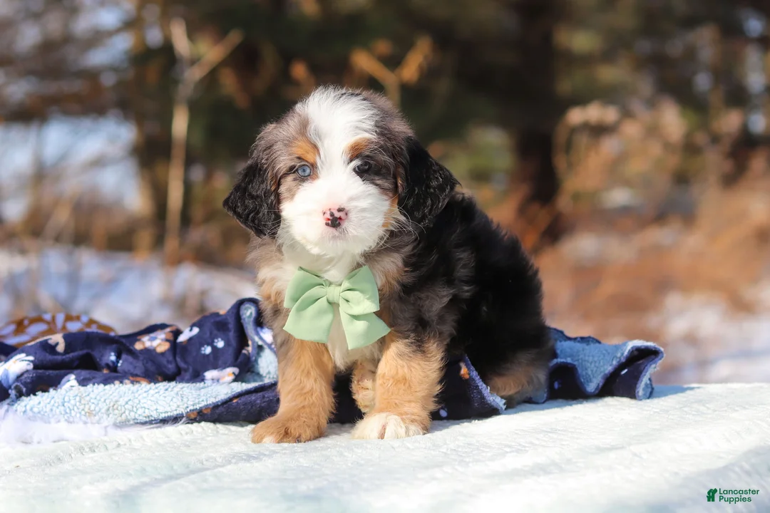 Mini Bernedoodle dogs for sale: Enzo - Ad 2