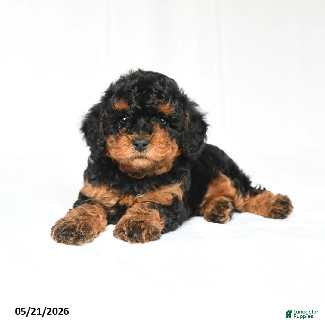 Toy Poodle dogs for sale: Ken  - Ad 2