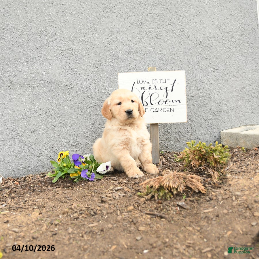 Golden Retriever dogs Cuddles - Ad 2