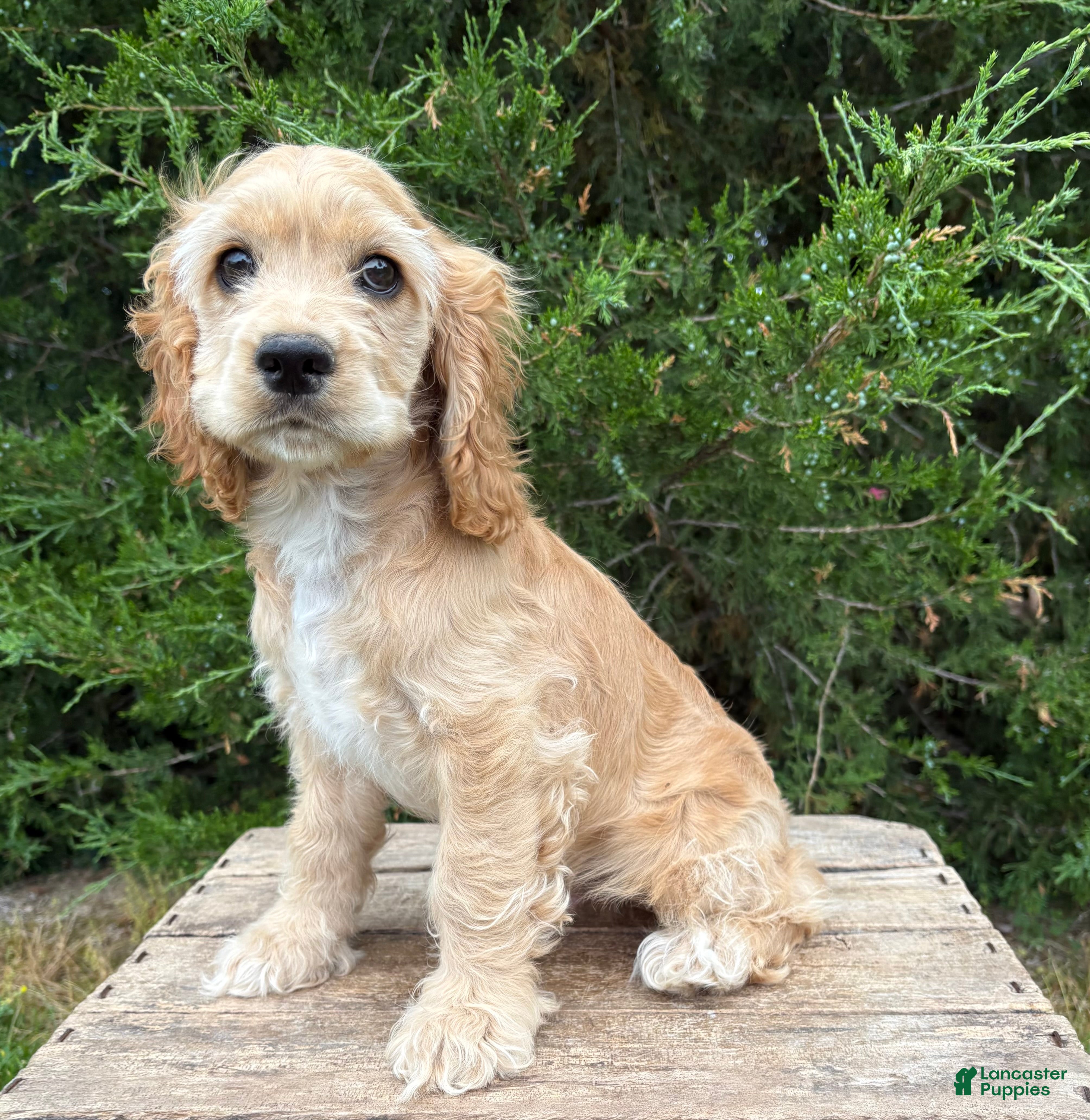 Cocker Spaniel dogs Jimmy - Ad 2