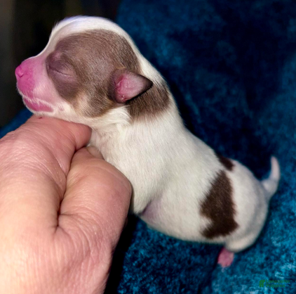 Pomeranian dogs Nash - Ad 3