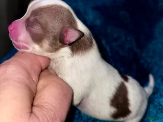 Pomeranian dogs Nash - Ad 1