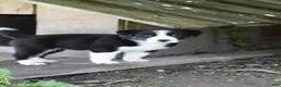Mixed Breed dogs for sale: Buster Bear - Ad 6