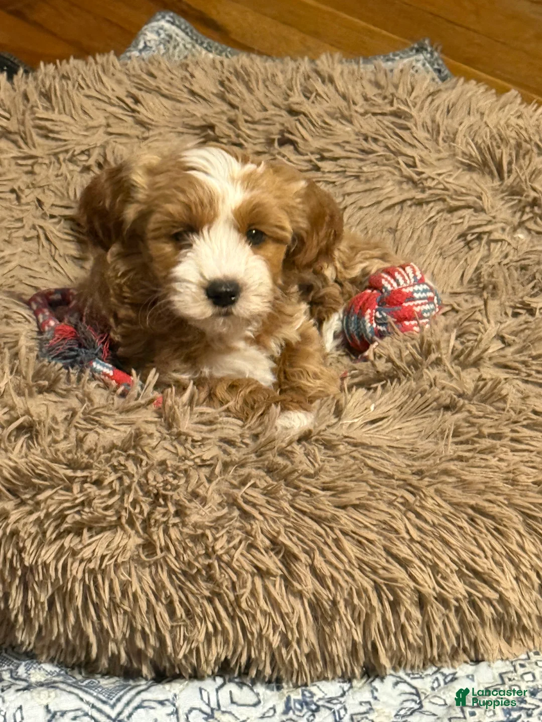 Shihpoo dogs for sale: Shihpoo Puppy 2 - Ad 2
