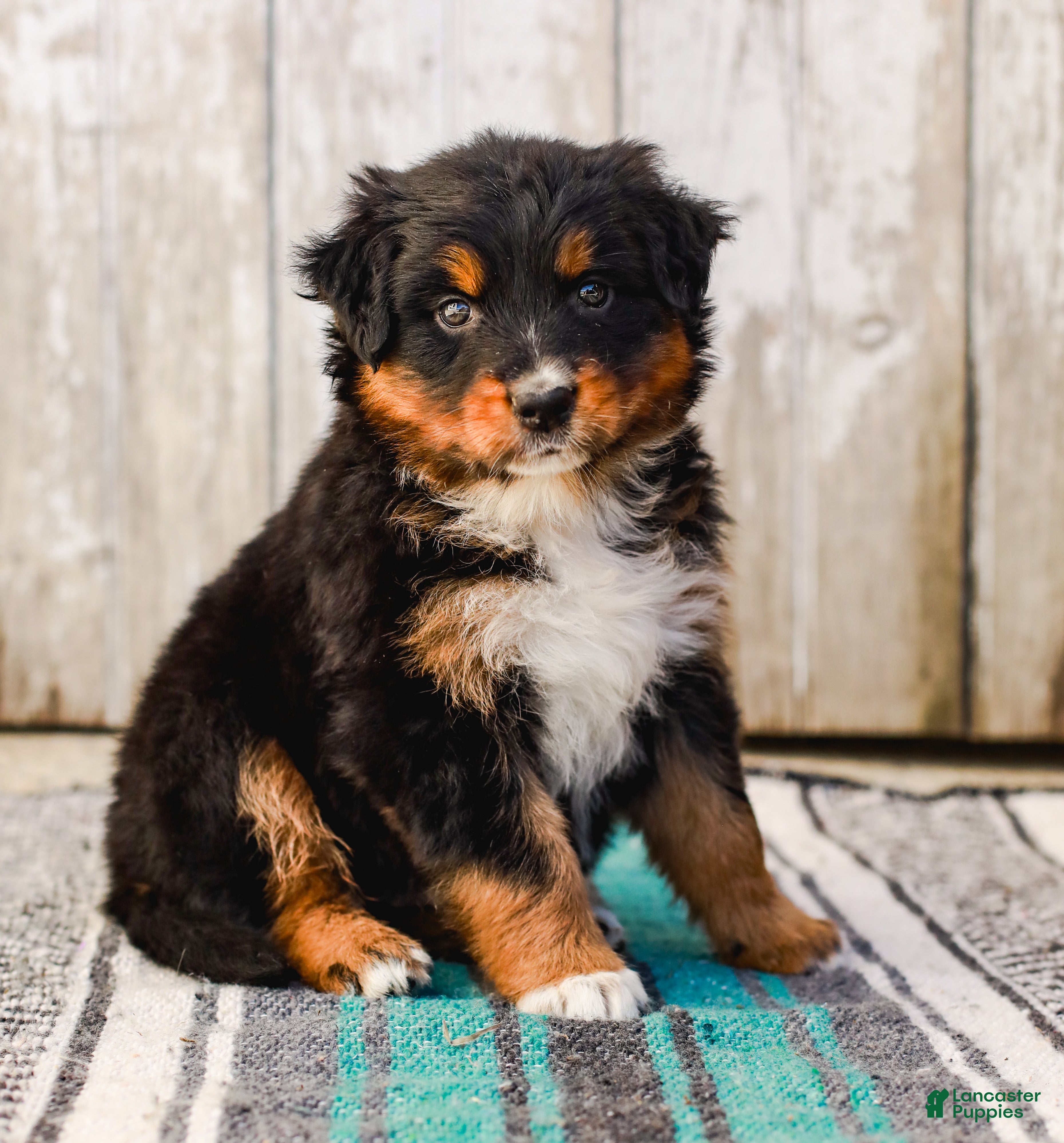 Australian Shepherd dogs Carson - Ad 1