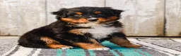 Australian Shepherd dogs for sale: Carson - Ad 1