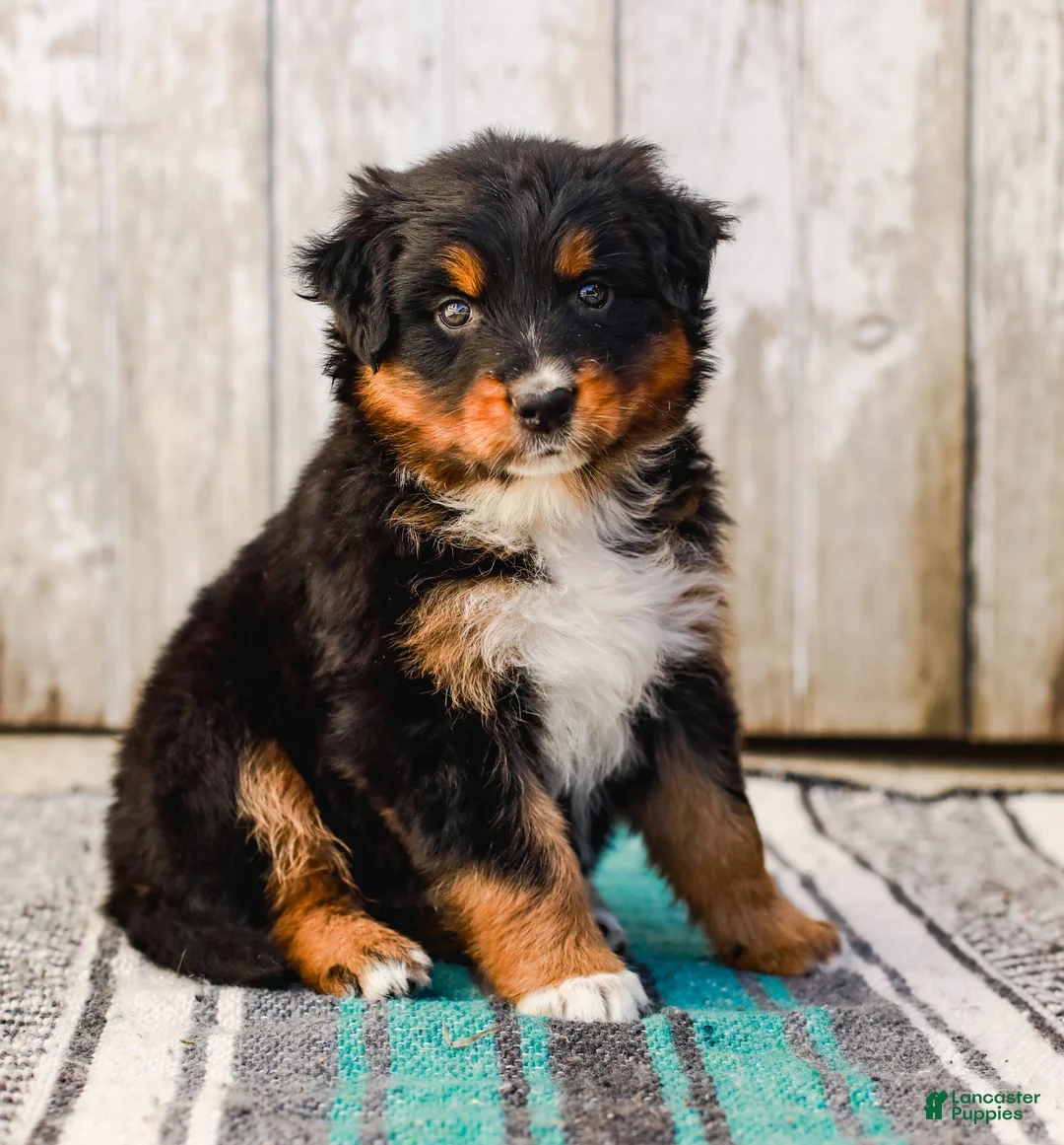Australian Shepherd dogs for sale: Carson - Ad 1
