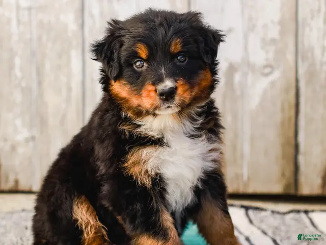 Australian Shepherd dogs for sale: Carson - Ad 1