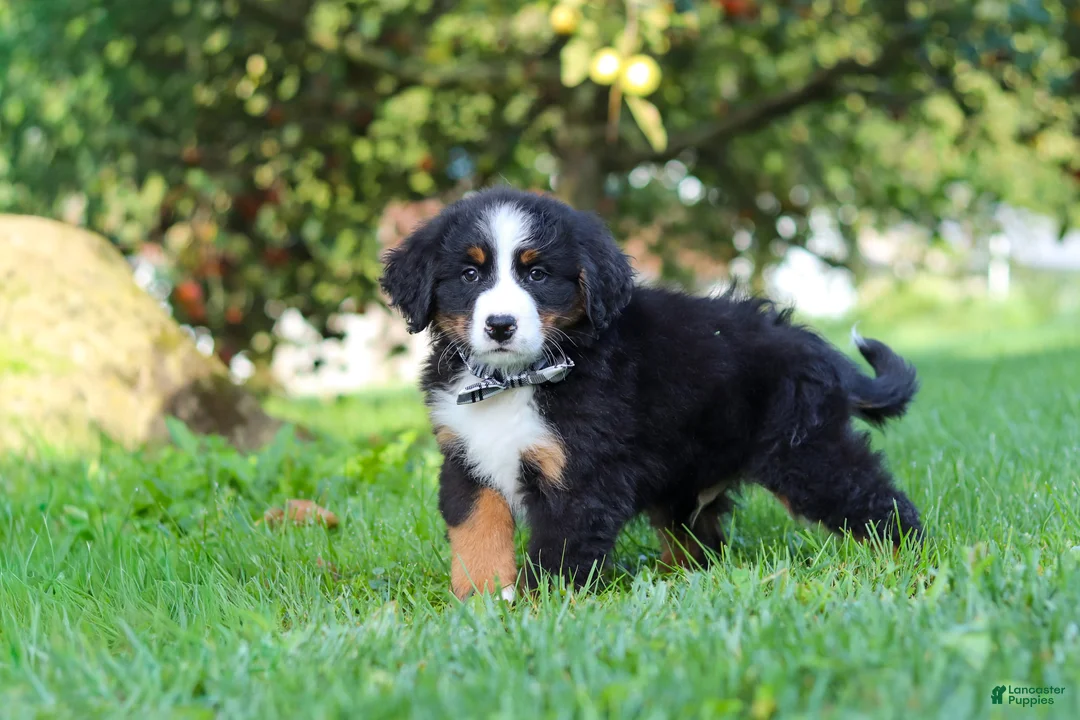 Miniature Bernese Mountain Dog dogs for sale: Kory - Ad 1