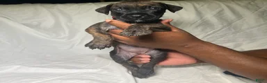 Presa Canario 15