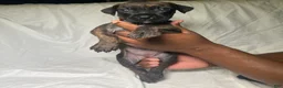 Presa Canario dogs for sale: Presa Canario 15 - Ad 1