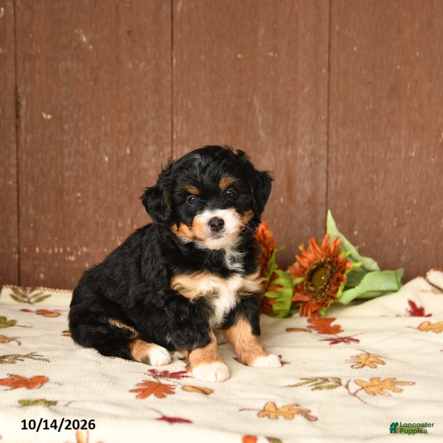 Mini Bernedoodle dogs Krista - Ad 2
