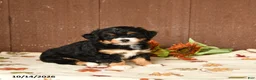 Mini Bernedoodle dogs for sale: Krista - Ad 2