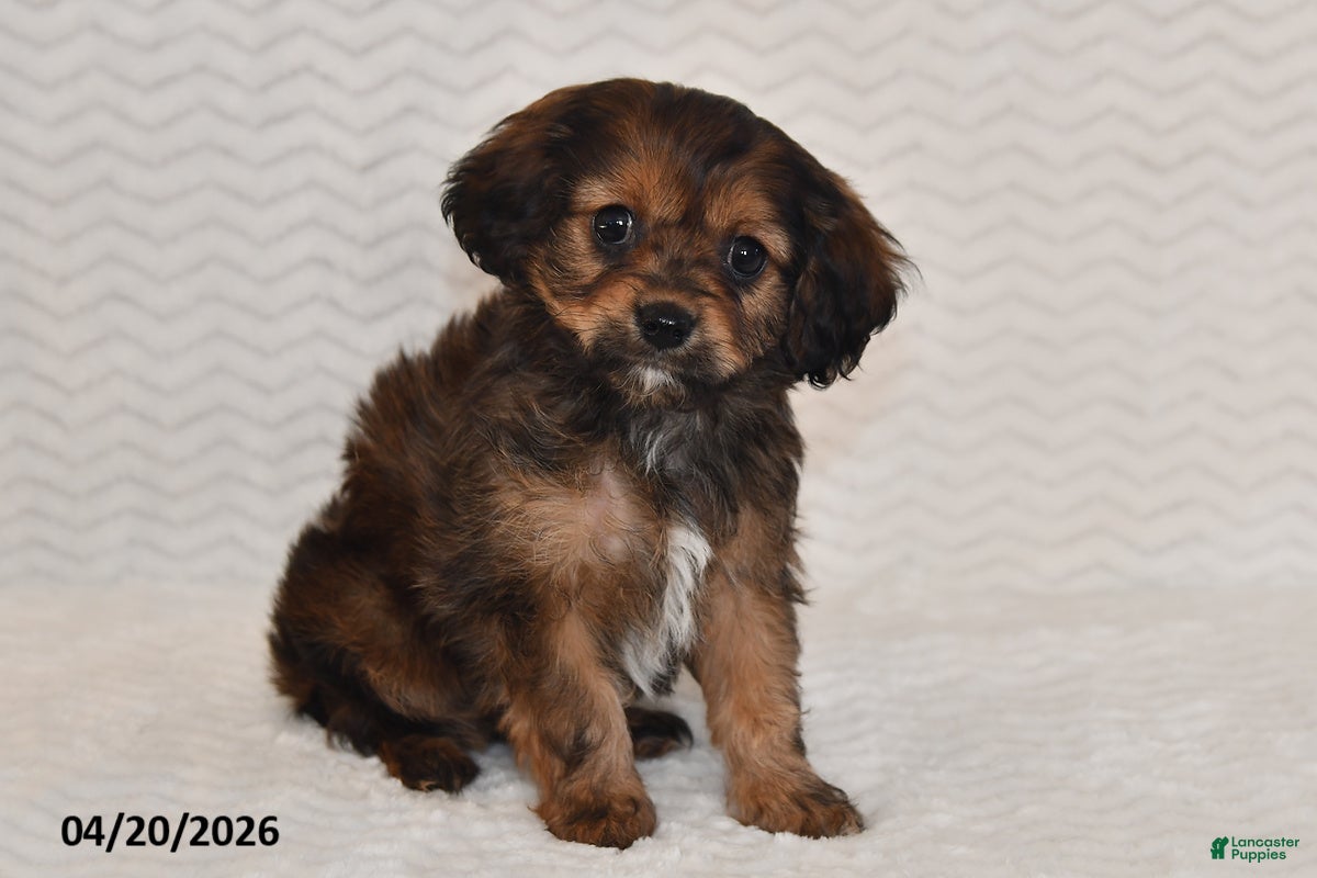 Cavapoo dogs Bailey - Ad 1