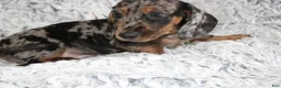 Dachshund dogs for sale: HOOCH - Ad 3