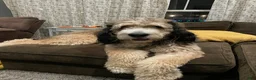 Bernedoodle dogs for sale: Cookie - Ad 7