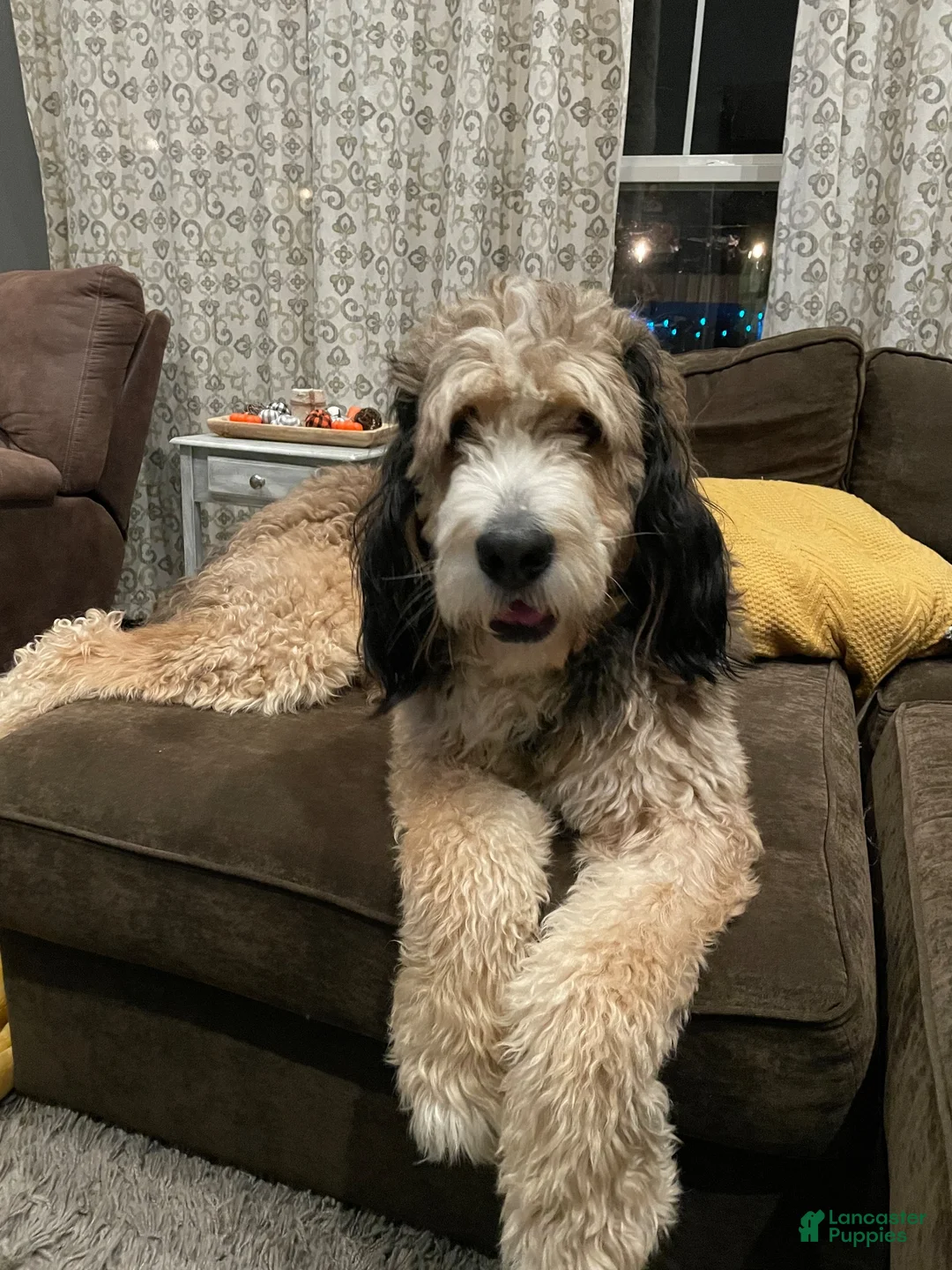 Bernedoodle dogs for sale: Cookie - Ad 7