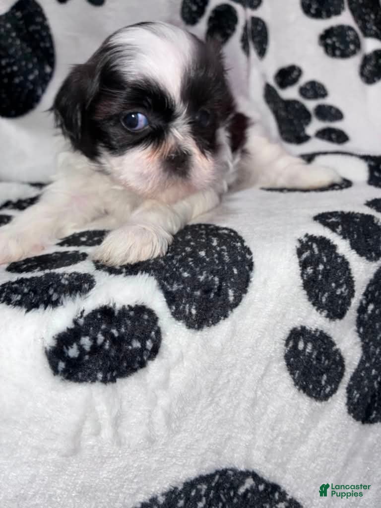 Shih Tzu dogs Paprika  - Ad 1