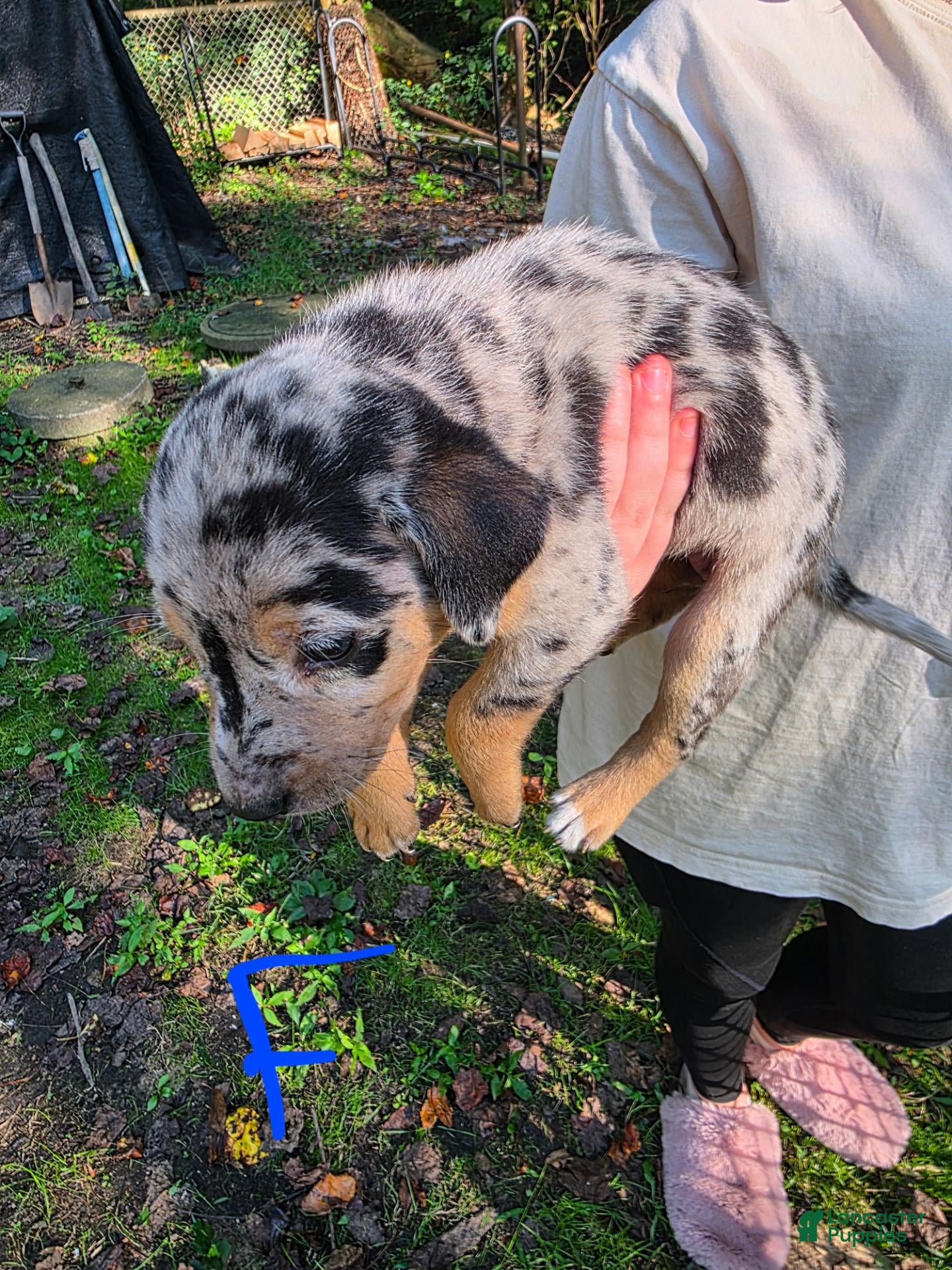 Mixed Breed dogs Mixed Breed 9 - Ad 19