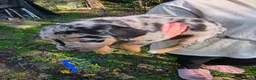 Mixed Breed dogs for sale: Mixed Breed 9 - Ad 1