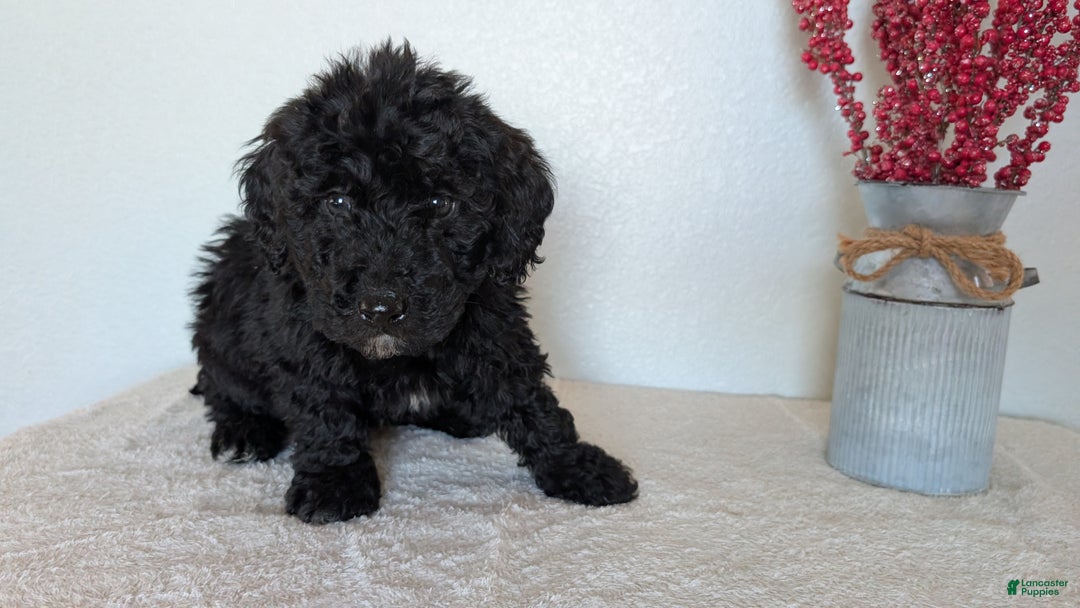 Mini Bernedoodle dogs for sale: Vince - Ad 5