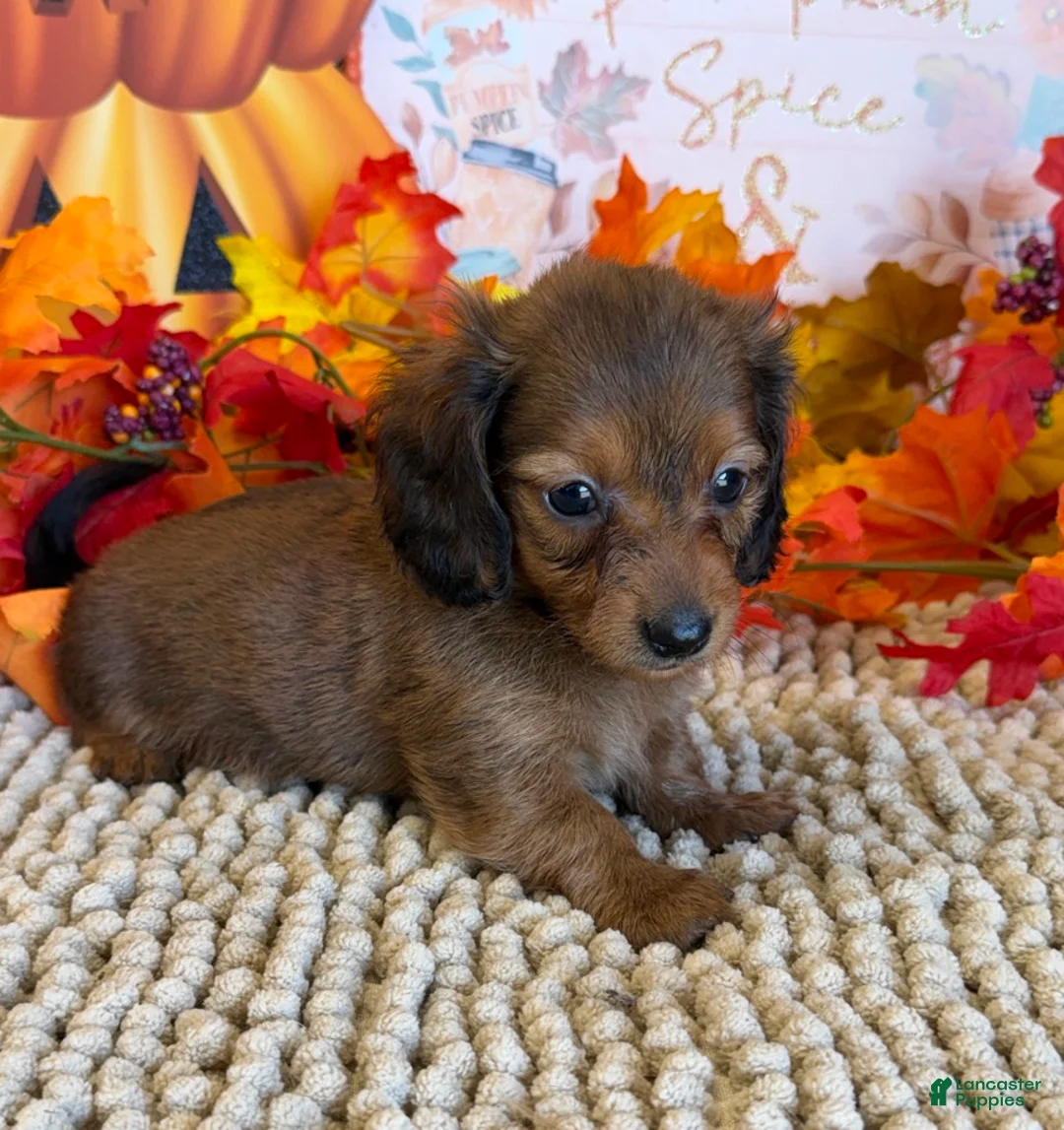 Miniature Dachshund dogs for sale: Sarge - Ad 1