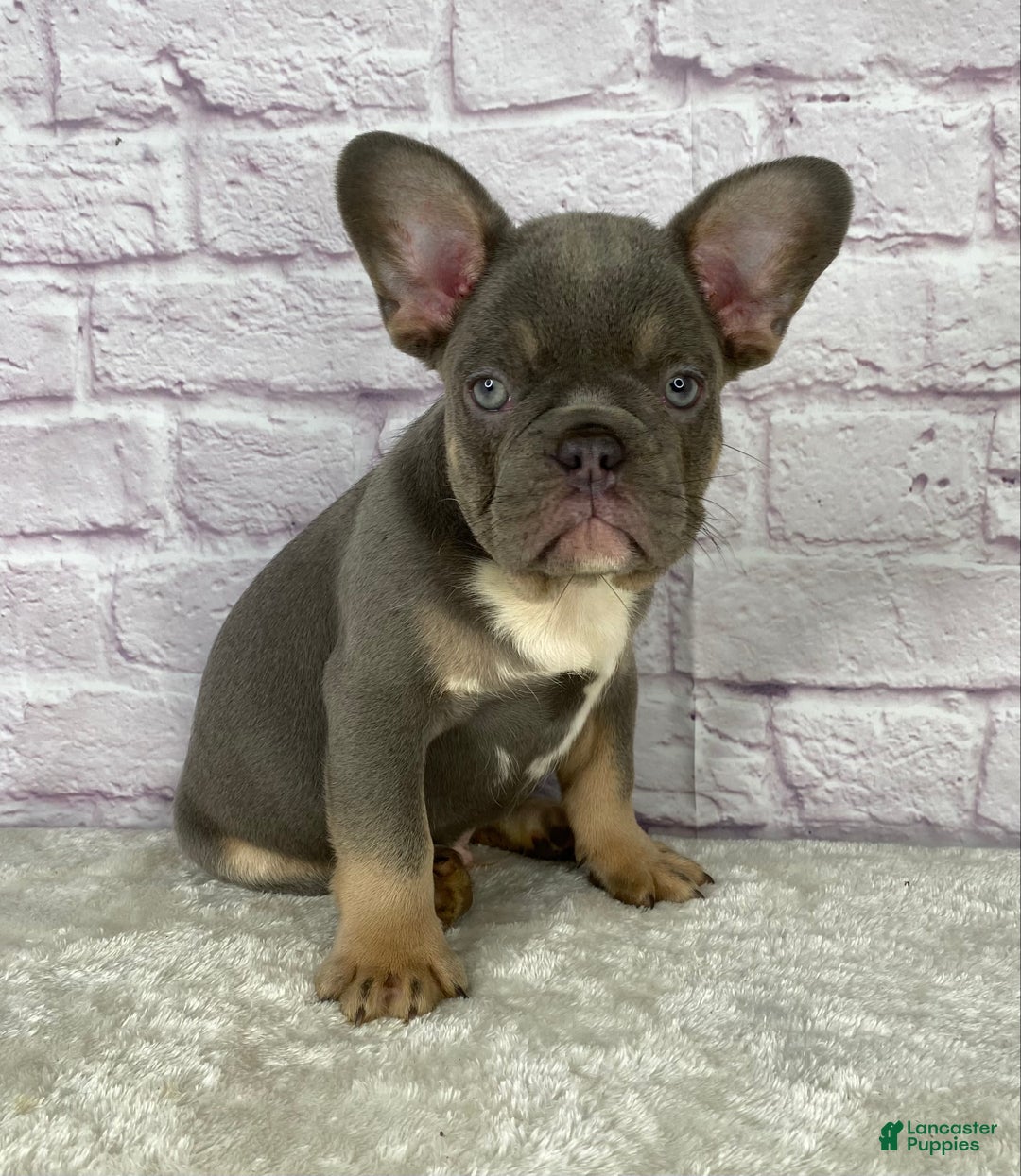 French Bulldog dogs for sale: Charlie  - Ad 4