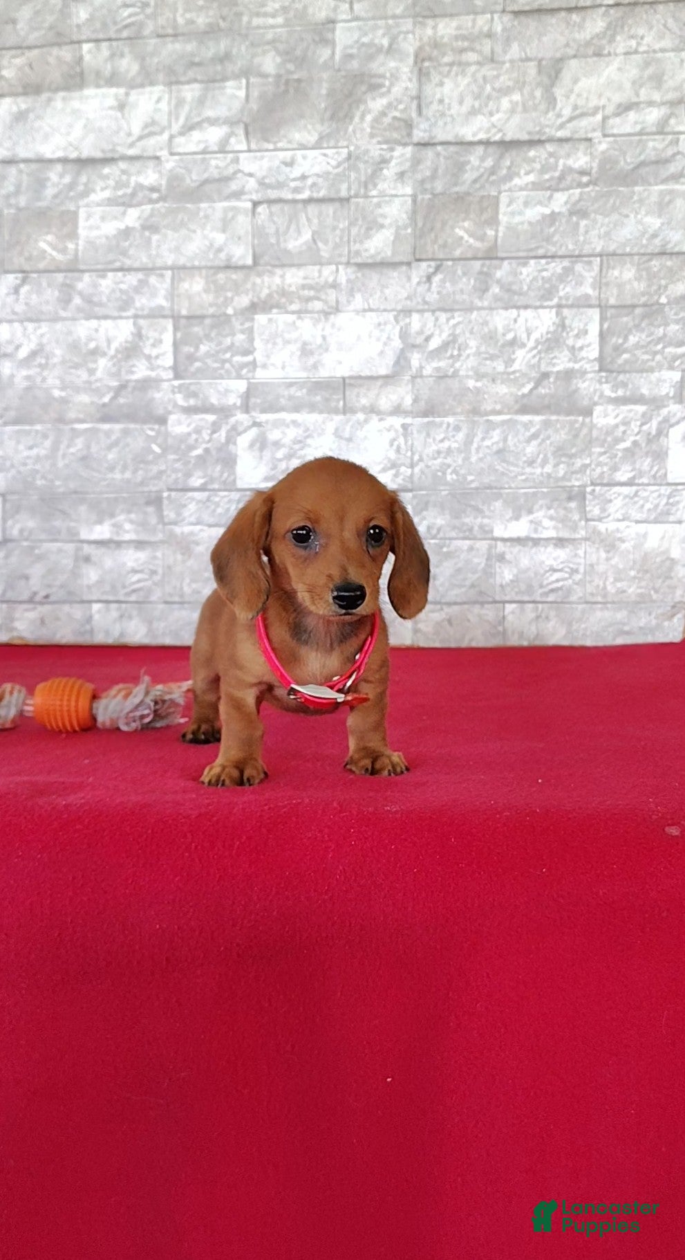 Miniature Dachshund dogs Samantha - Ad 1