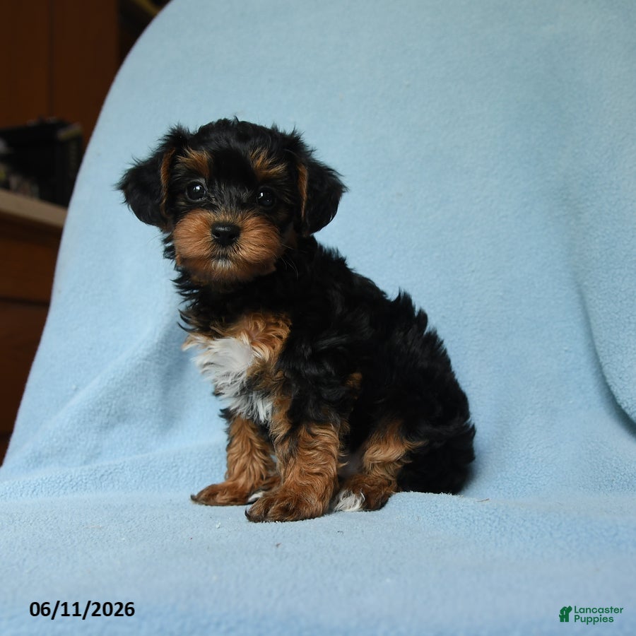 Yorkiepoo dogs Buttercup - Ad 1
