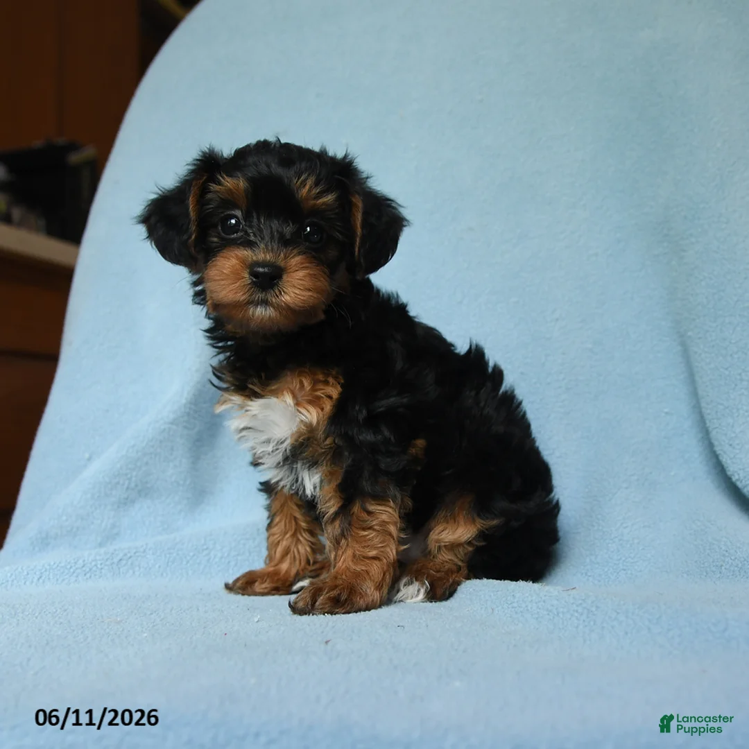 Yorkiepoo dogs for sale: Buttercup - Ad 1