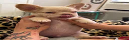 French Bulldog dogs for sale: Ghost - Ad 3