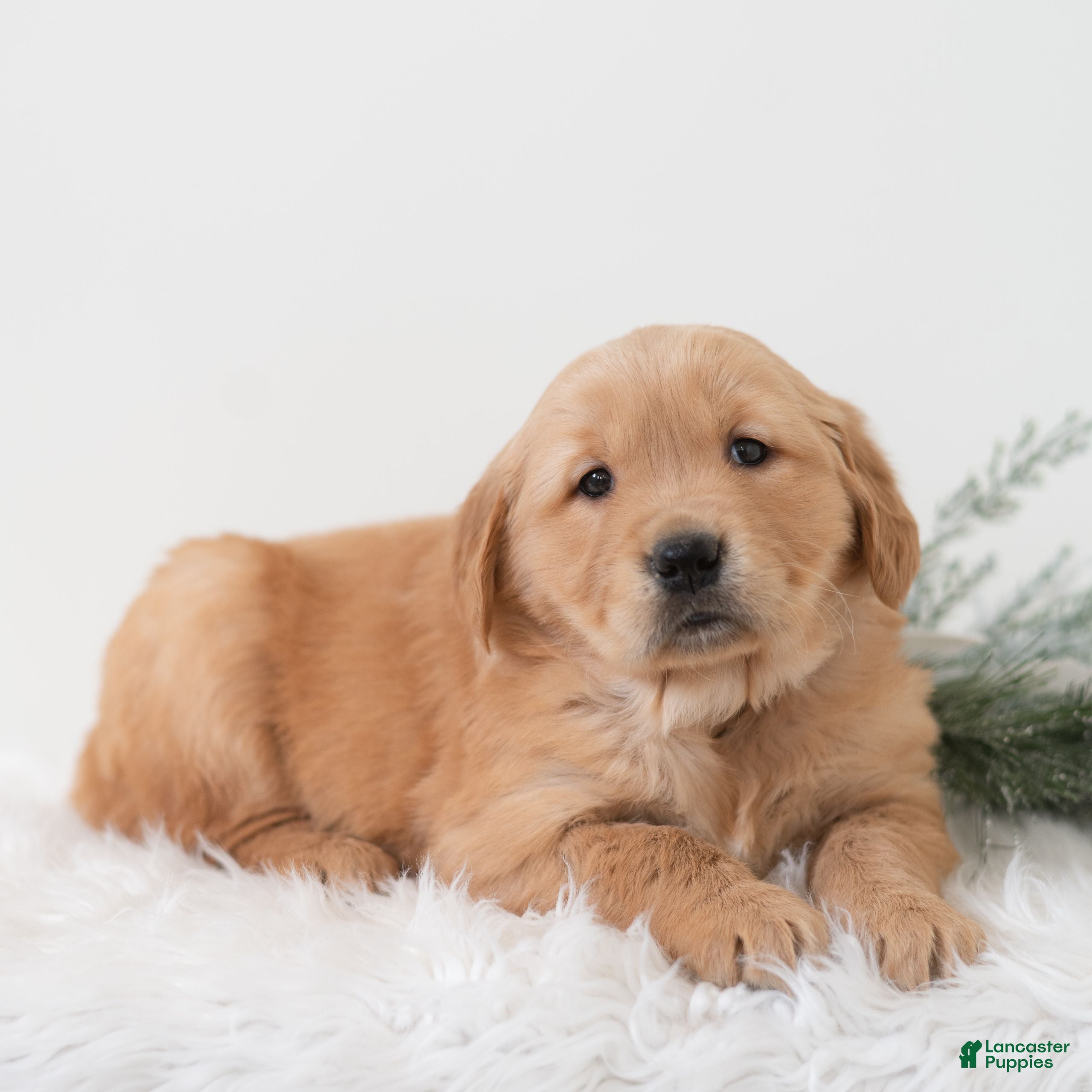 Golden Retriever dogs Paige  - Ad 19