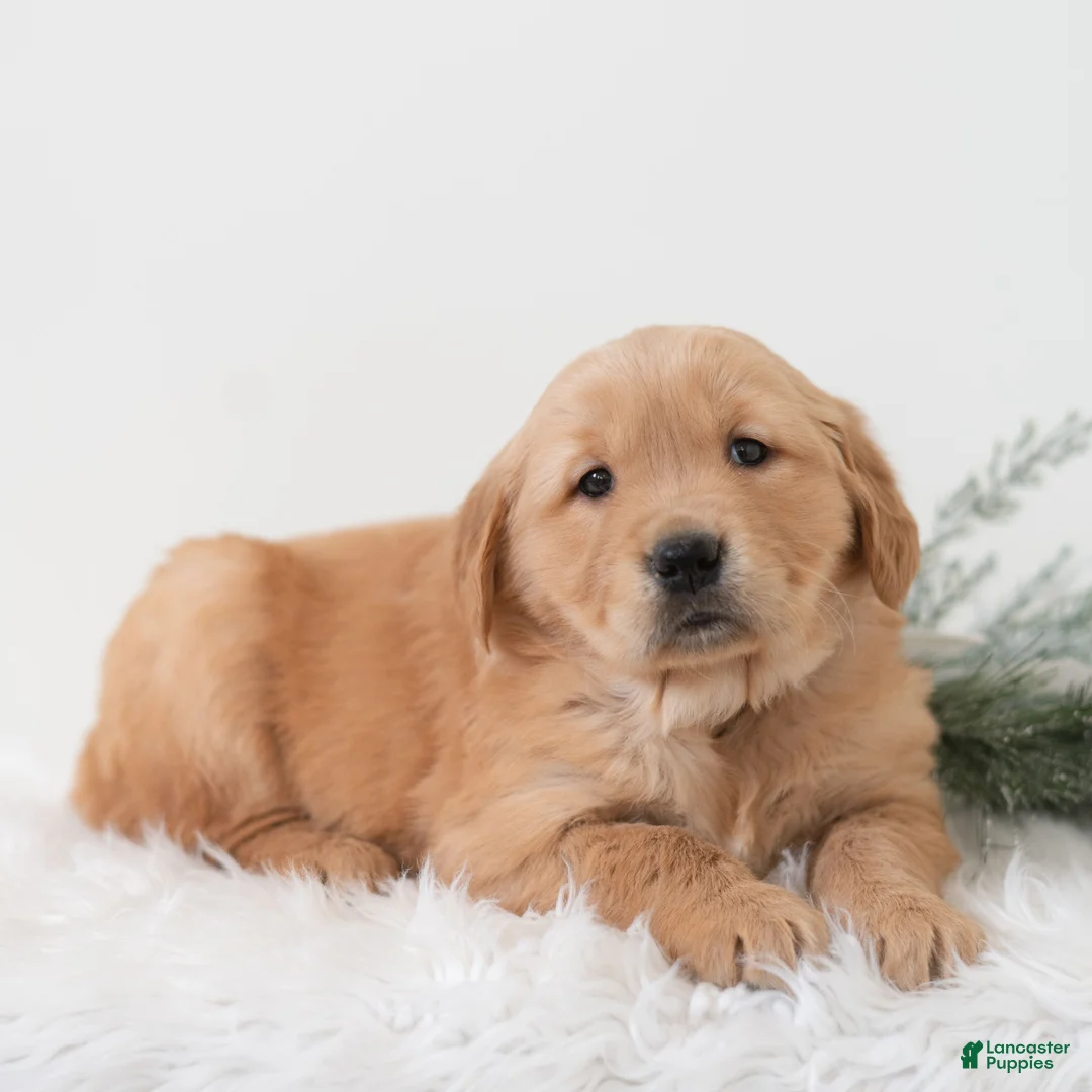 Golden Retriever dogs for sale: Paige  - Ad 1