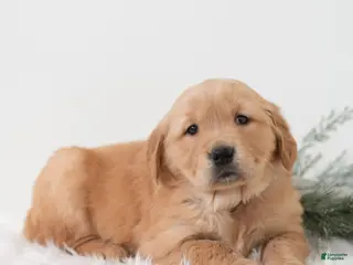 Golden Retriever dogs Paige - Ad 25