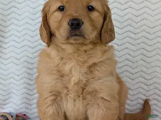 Golden Retriever dogs Miss Maisie - Ad 7
