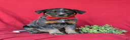 Australian Cattle Dog dogs for sale: Sherman - Ad 3