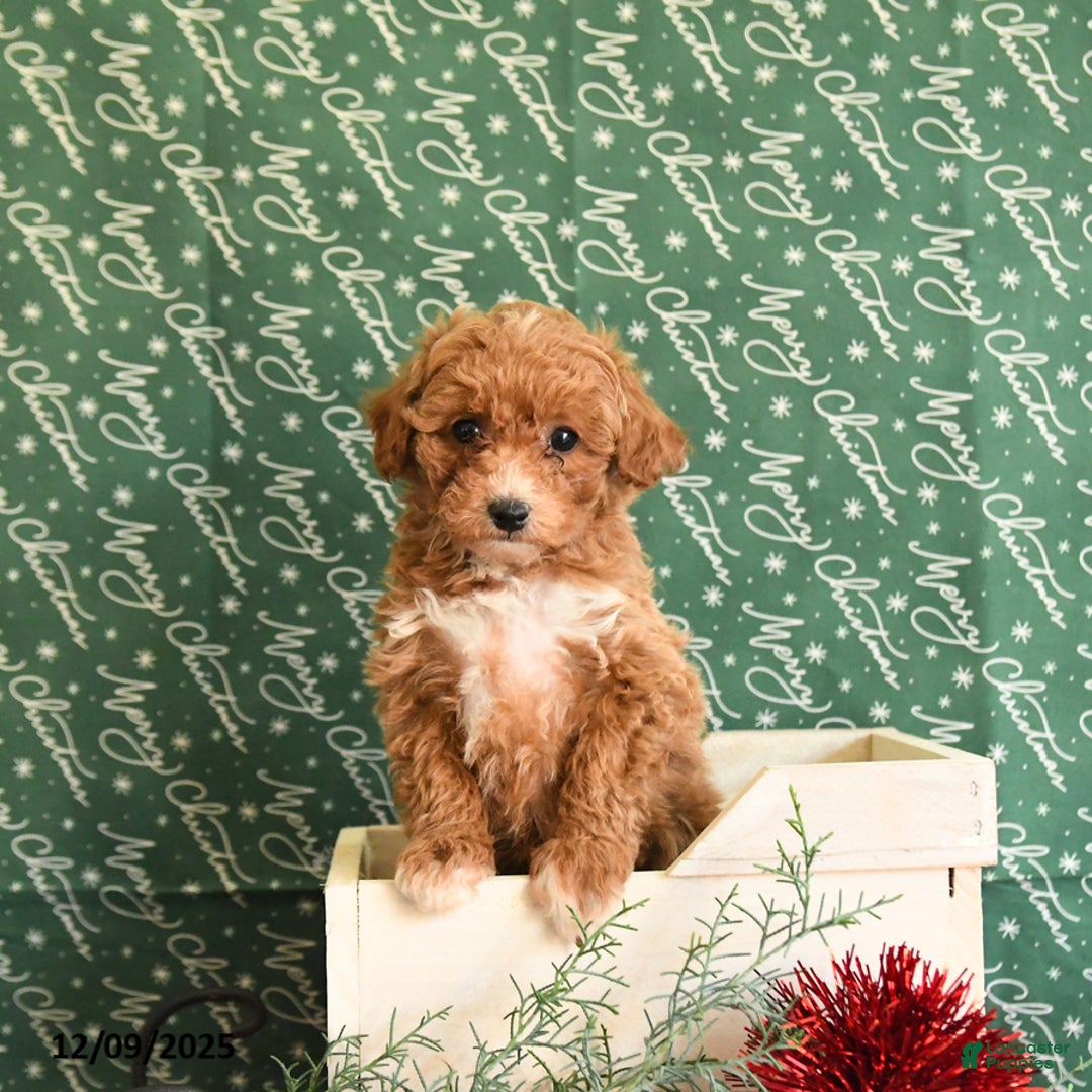 Toy Poodle dogs for sale: Ida - Ad 2