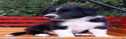 Border Collie dogs for sale: Bow - Ad 3