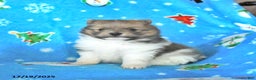 Pomeranian dogs for sale: Tootsie - Ad 1