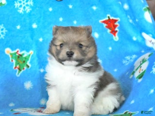 Pomeranian dogs Tootsie - Ad 2