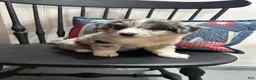 Miniature Australian Shepherd dogs for sale: Mandy - Ad 2