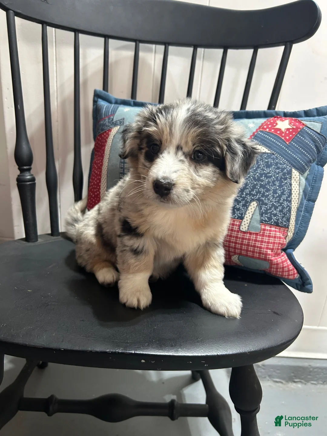 Miniature Australian Shepherd dogs for sale: Mandy - Ad 2