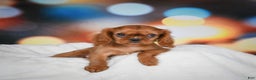 Cavalier King Charles Spaniel dogs for sale: Katie - Ad 7